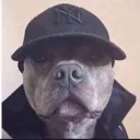 dogeez