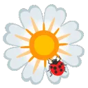 sweet__daisy