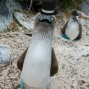 dumbbird