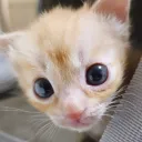 sheyen001