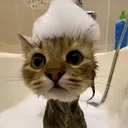 trikophalo