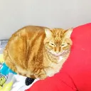 hamishthegreat