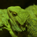 avatar taz's photographica