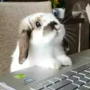 hellobunnny