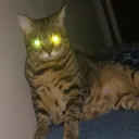 jjapssaeking