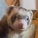 snorechu