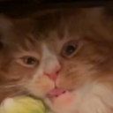 numptyman#6987's avatar