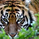 p.tigris6030