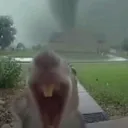 draimgoose