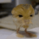 draimgoose