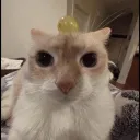 zyphurgd