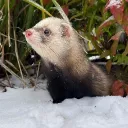 pinkmageferret