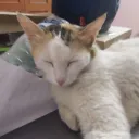 catmeownyaa