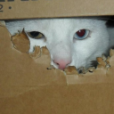 gio0149#9463's avatar