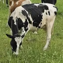 nmeyrc