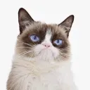 yaketycats