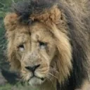 rikuour