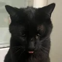 charles.likes.cat
