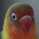 vasquesz