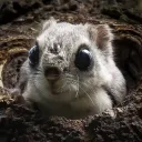 wildsquirrel
