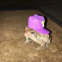 inquisitivefrog