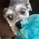 wufflesinblue