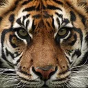 atradetiger
