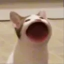 oxeek
