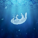 avatar ⓌⓇ𝕂𝕚𝕓𝕒【𝕾𝖍𝖎𝖗𝖔】