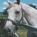 whitefountain1970