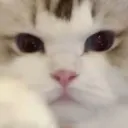 potatobbb