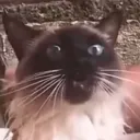 takagod