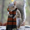 .scarfy