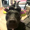 lulu.swed