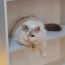 avatar Shira_is_Marcell