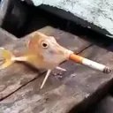 _roguie