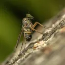 trichopsidea