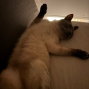 avatar szilina ㅇㅅㅇ