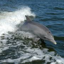 Dolphinman