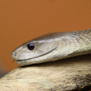 lemambanoir#7175's avatar