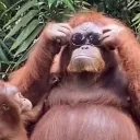 barrybigbaws