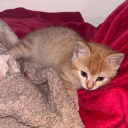 avatar ᵉˡˡⁱ♡⁴⁸⁰