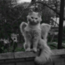 avatar ᵉˡˡⁱ♡⁴⁸⁰