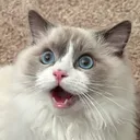 pinglordy