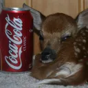 krazeelk