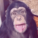 monkeystogo
