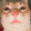 bobbybinco
