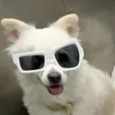 thegoatlixuan