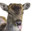 esamyk