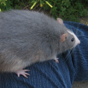 avatar ! 𝙼𝙳𝚂